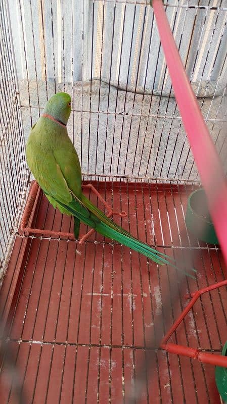 Green Ringneck Male 03462240565 4