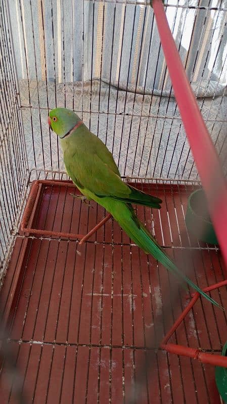 Green Ringneck Male 03462240565 5