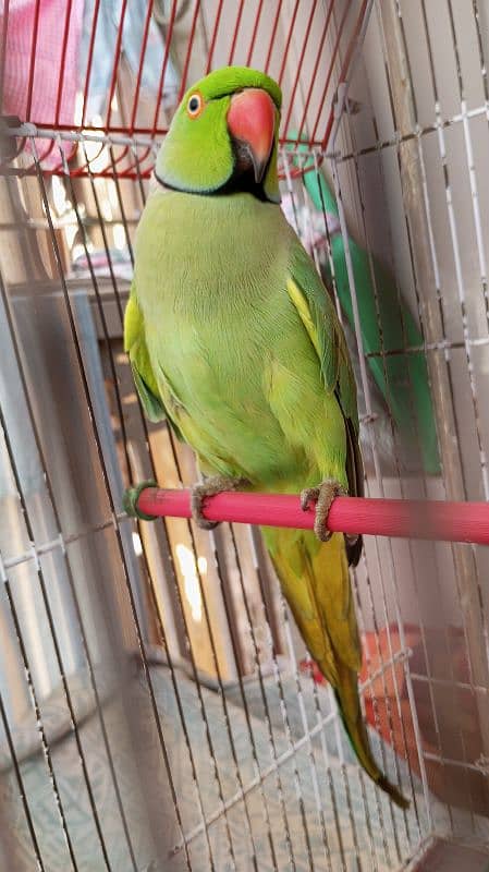 Green Ringneck Male 03462240565 6