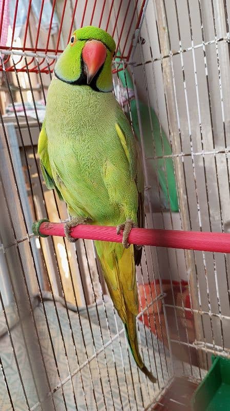 Green Ringneck Male 03462240565 7