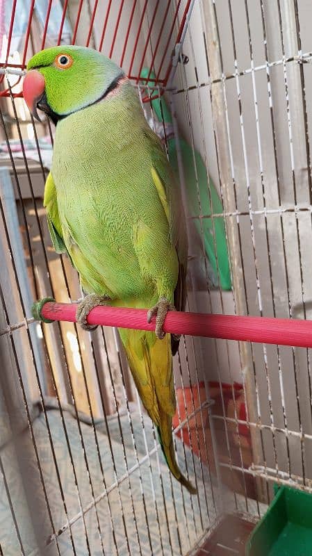 Green Ringneck Male 03462240565 8