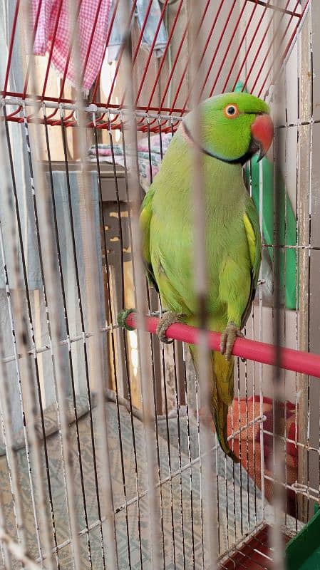 Green Ringneck Male 03462240565 9