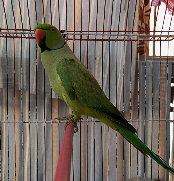 Green Ringneck Male 03462240565 10