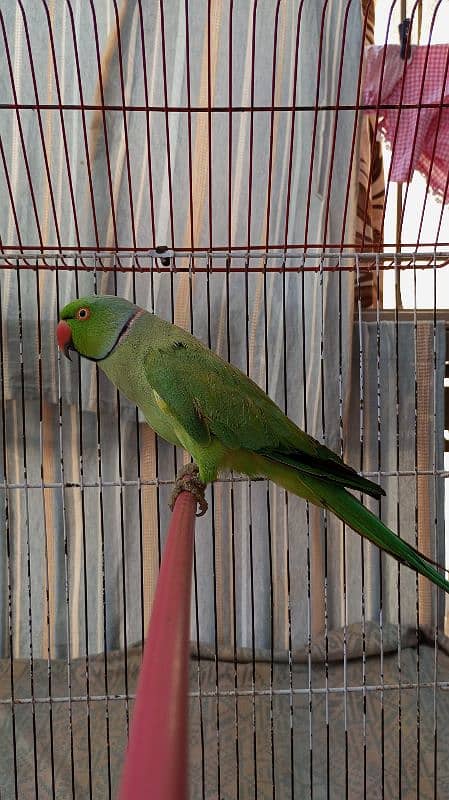 Green Ringneck Male 03462240565 11