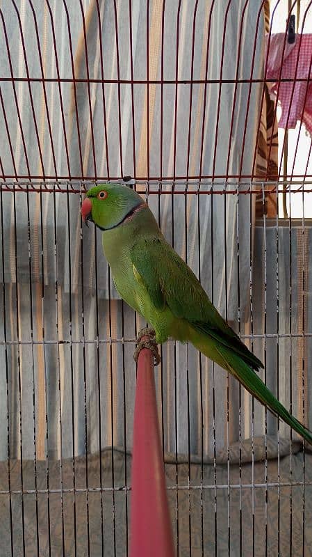 Green Ringneck Male 03462240565 12