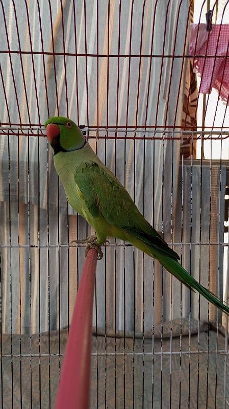 Green Ringneck Male 03462240565 13