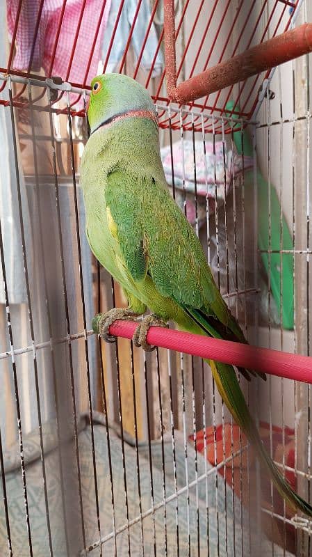 Green Ringneck Male 03462240565 14