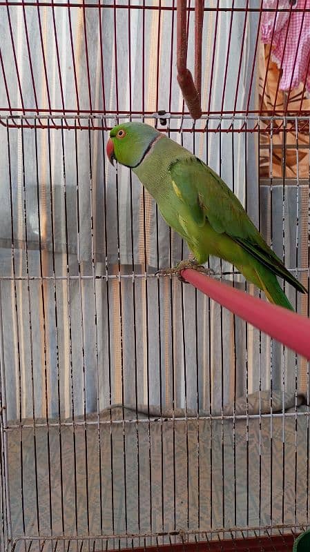 Green Ringneck Male 03462240565 16