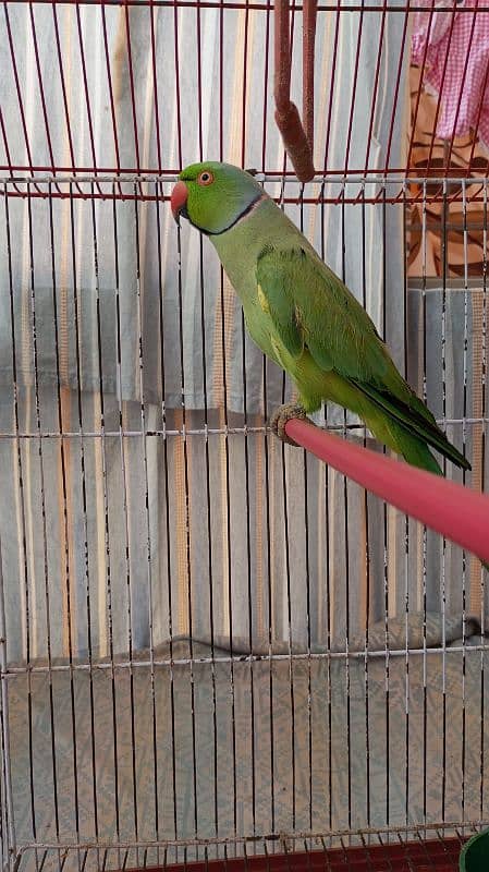 Green Ringneck Male 03462240565 17