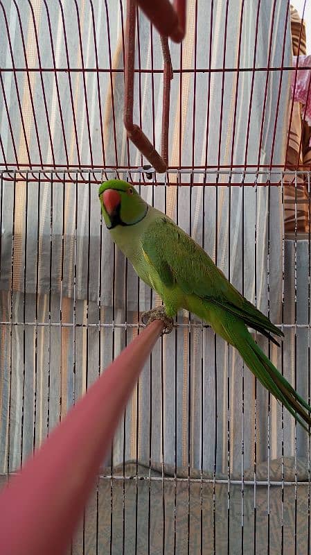 Green Ringneck Male 03462240565 18