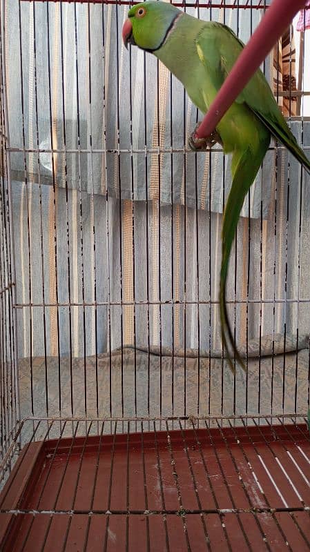 Green Ringneck Male 03462240565 19