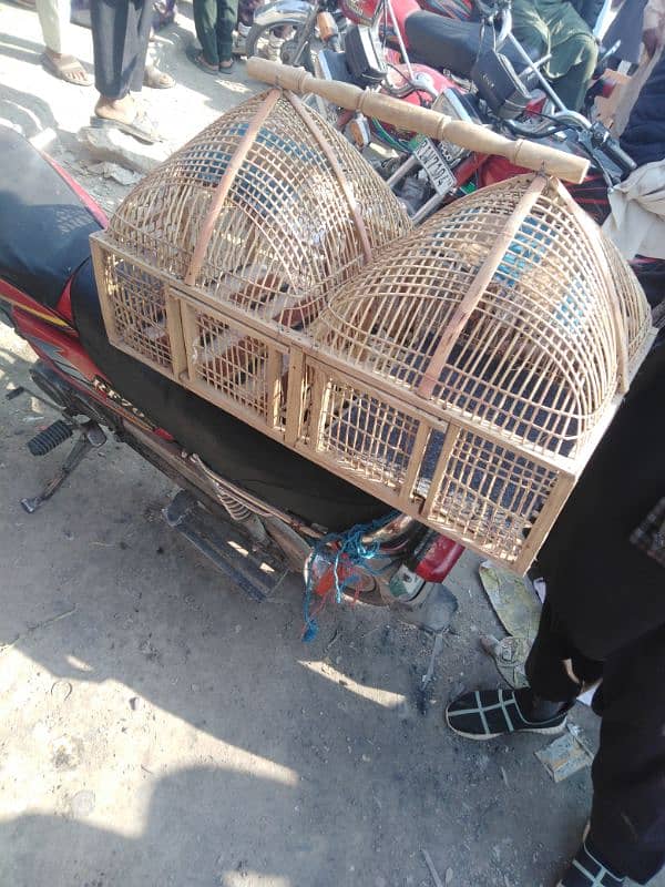 Bird cage for sale 0