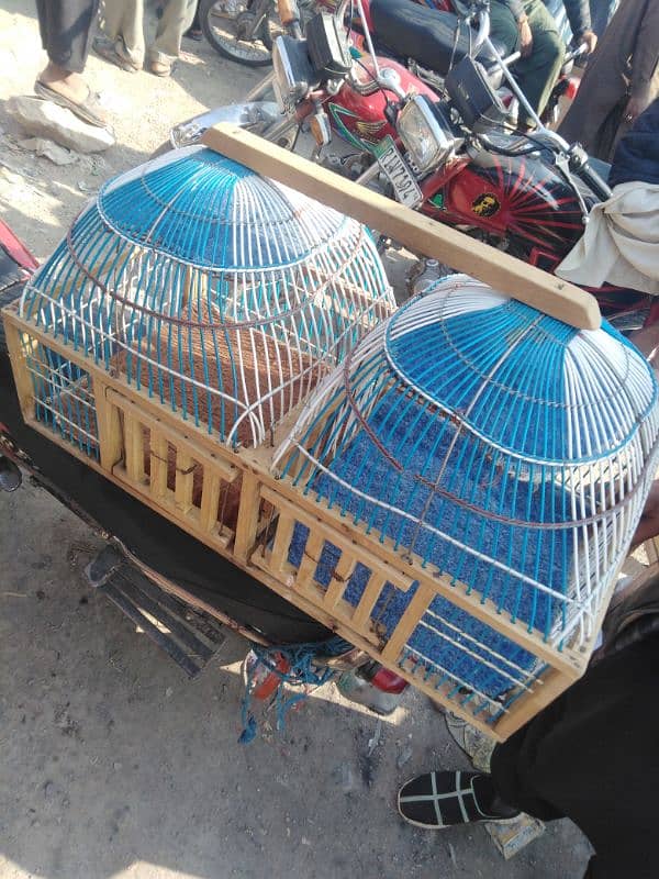 Bird cage for sale 1