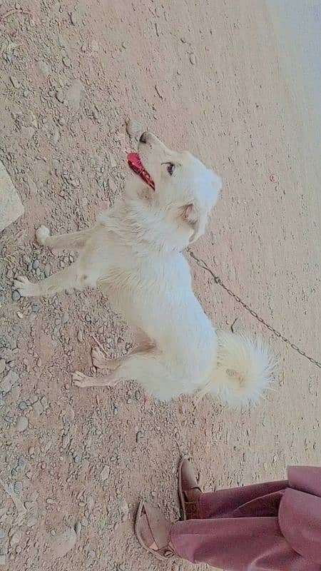 amazing Trained puppy for sale 2