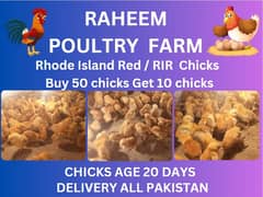 rir chicks | lohman brown chicks | hens | 032/74087/584)