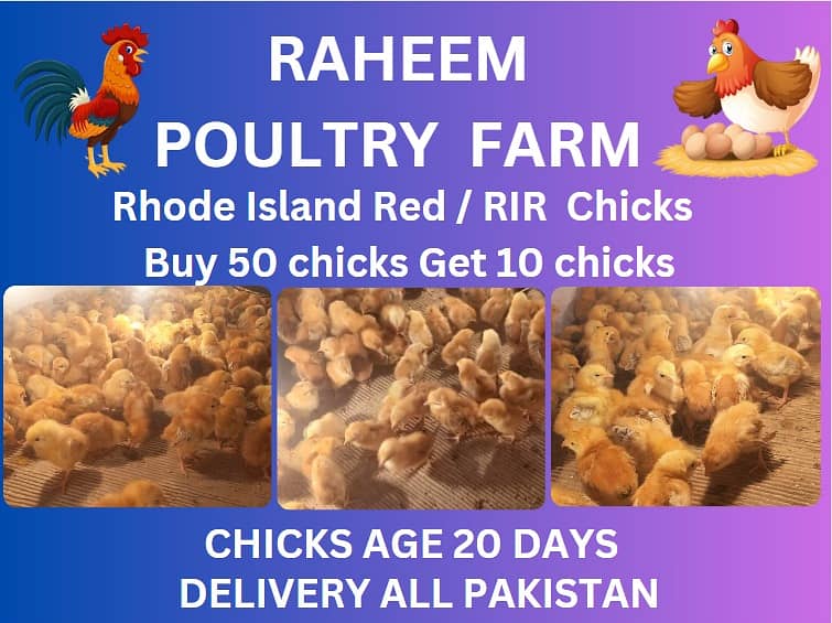 rir chicks | lohman brown chicks | hens | 032/74087/584) 0