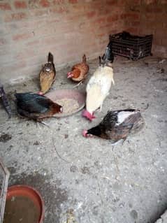 Desi hens for sale