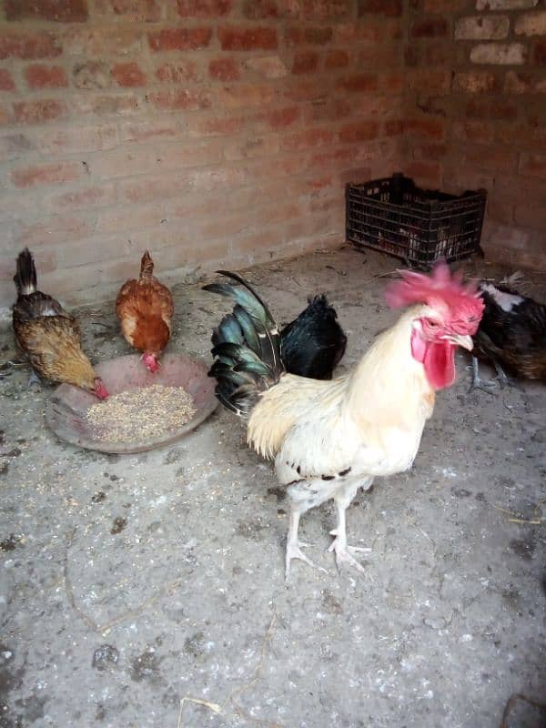 Desi hens for sale 1