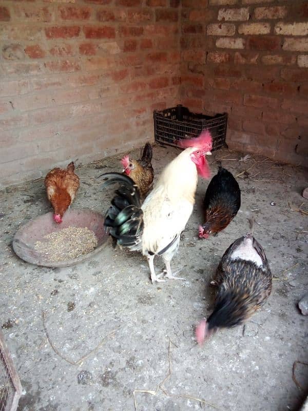 Desi hens for sale 2