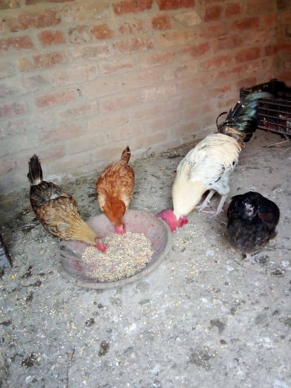 Desi hens for sale 3