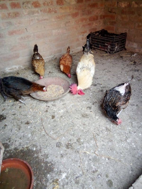 Desi hens for sale 4