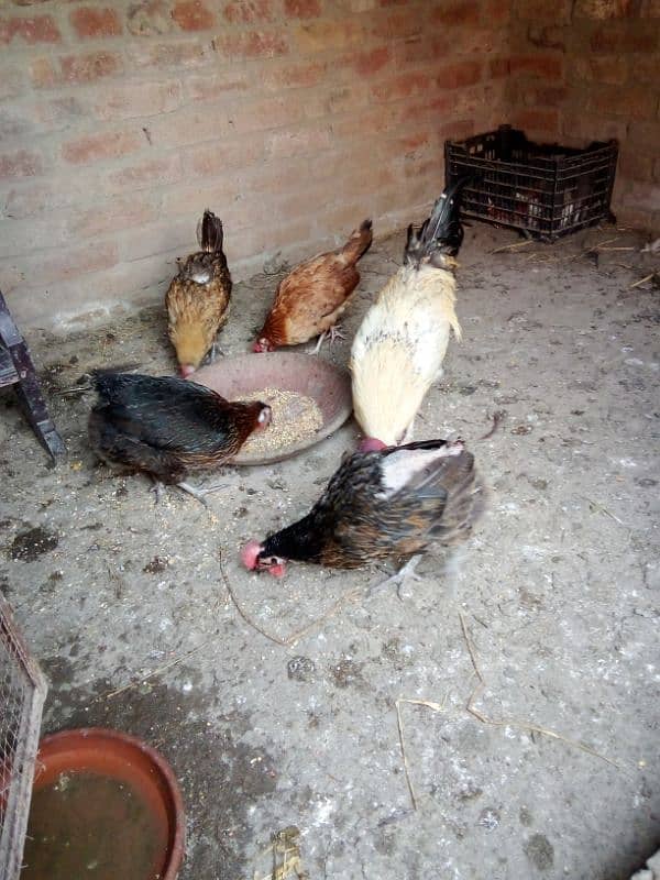 Desi hens for sale 5