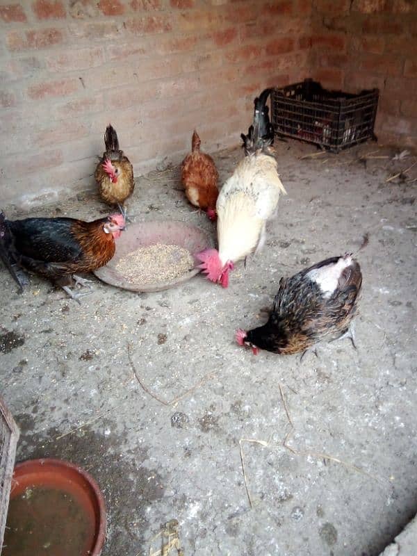 Desi hens for sale 6