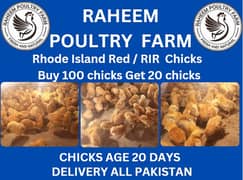 lohman chicks | rir chicks | hens | 032/74087/584)