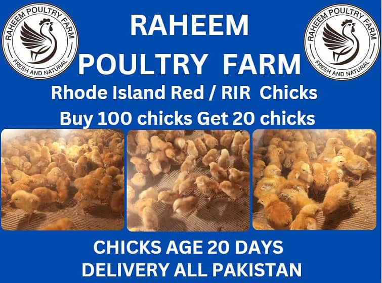 lohman chicks | rir chicks | hens | 032/74087/584) 0