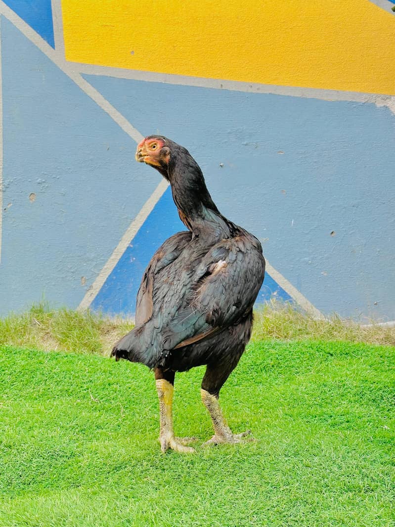 Aseel / Indian Parrot beak / Chicks / Hens / Hopeland Fancy Bids 2