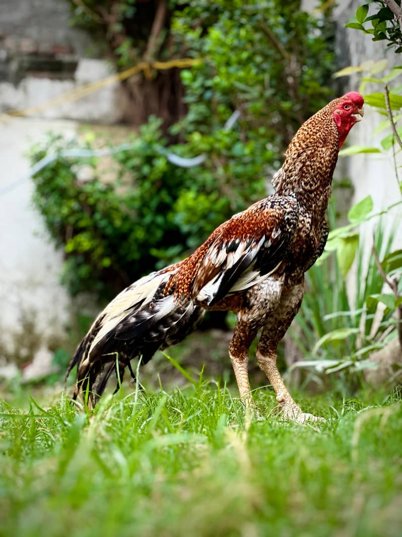 Aseel / Indian Parrot beak / Chicks / Hens / Hopeland Fancy Bids 5