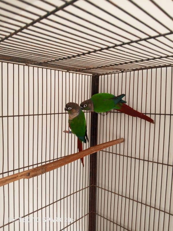 green conure breeder pair sale 0