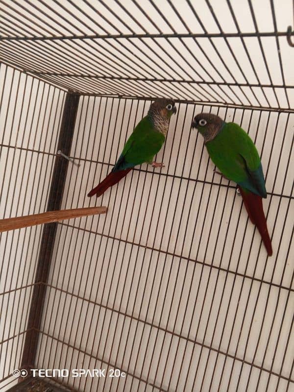 green conure breeder pair sale 1