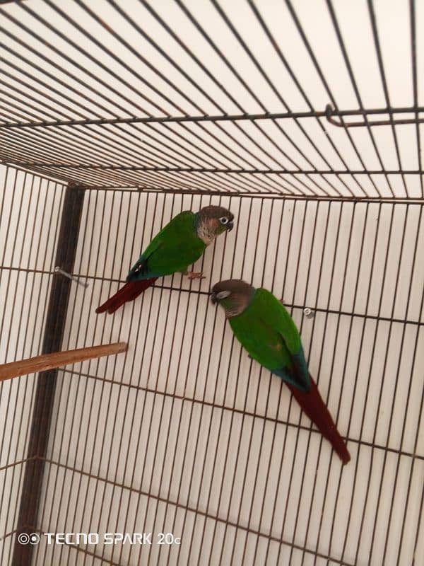 green conure breeder pair sale 2