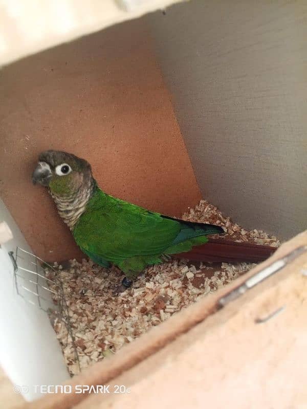 green conure breeder pair sale 3