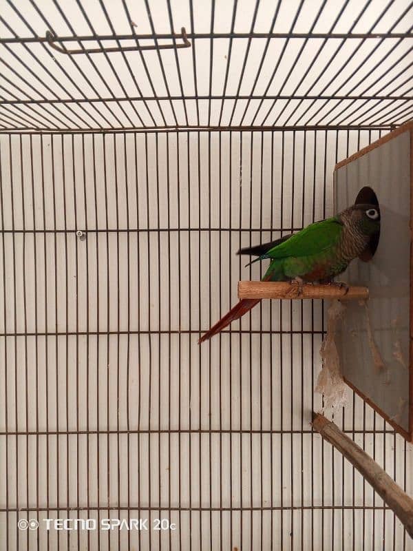 green conure breeder pair sale 4