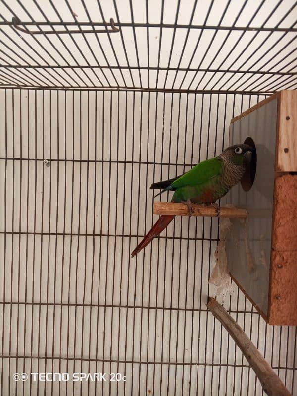 green conure breeder pair sale 5