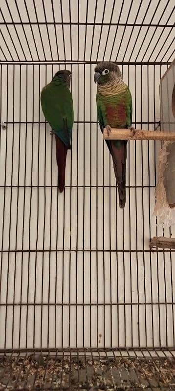 green conure breeder pair sale 6