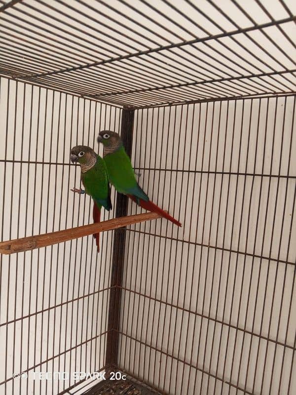 green conure breeder pair sale 7