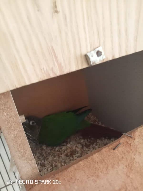 green conure breeder pair sale 8