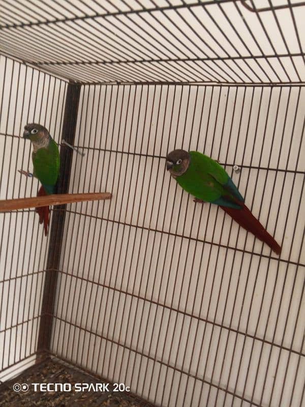 green conure breeder pair sale 9