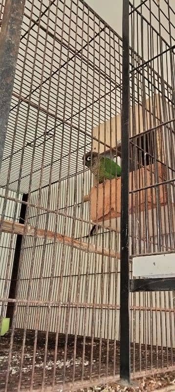 green conure breeder pair sale 10