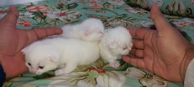 Pure White Baby Persian Kittens for sell