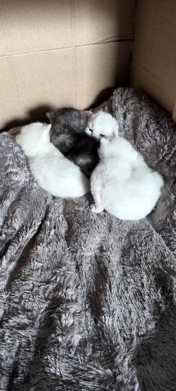 Pure White Baby Persian Kittens for sell 1