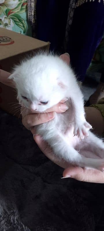 Pure White Baby Persian Kittens for sell 2