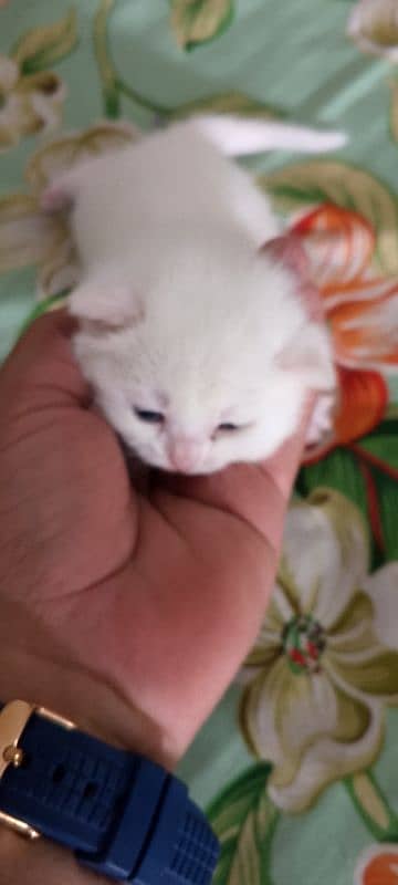 Pure White Baby Persian Kittens for sell 3