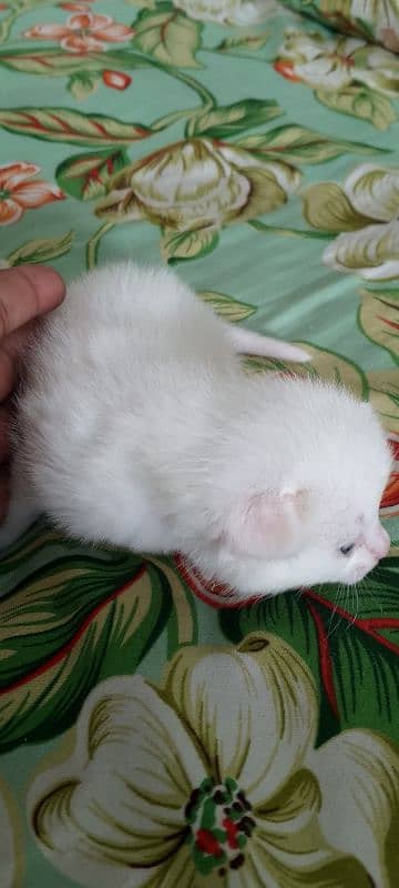 Pure White Baby Persian Kittens for sell 4