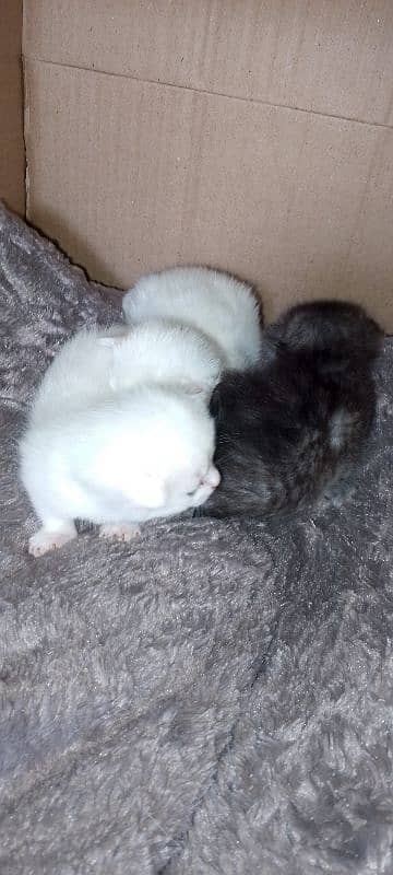 Pure White Baby Persian Kittens for sell 5