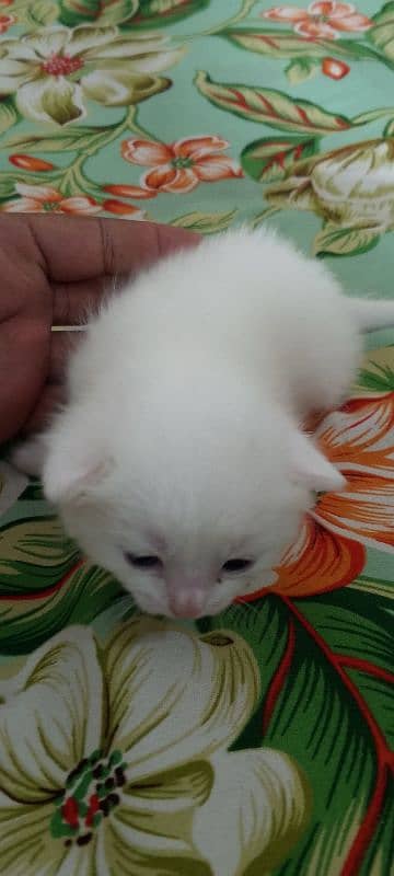 Pure White Baby Persian Kittens for sell 6