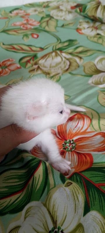 Pure White Baby Persian Kittens for sell 7